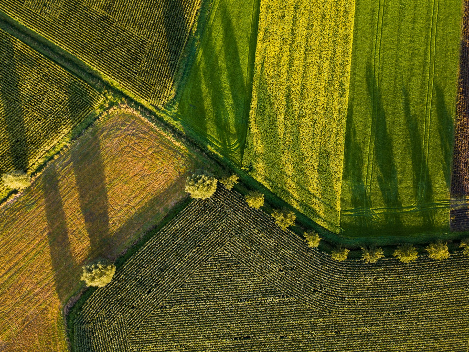 Vista aérea de un área agrícola tokenizada