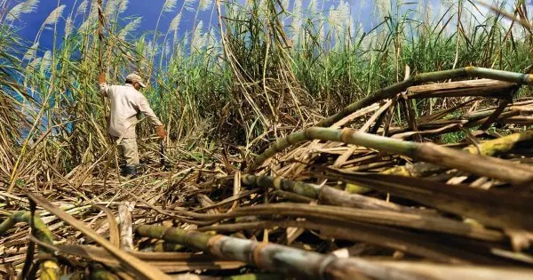 Biomasa: una cualidad de la caña de azúcar puede convertirse en un valioso activo digital