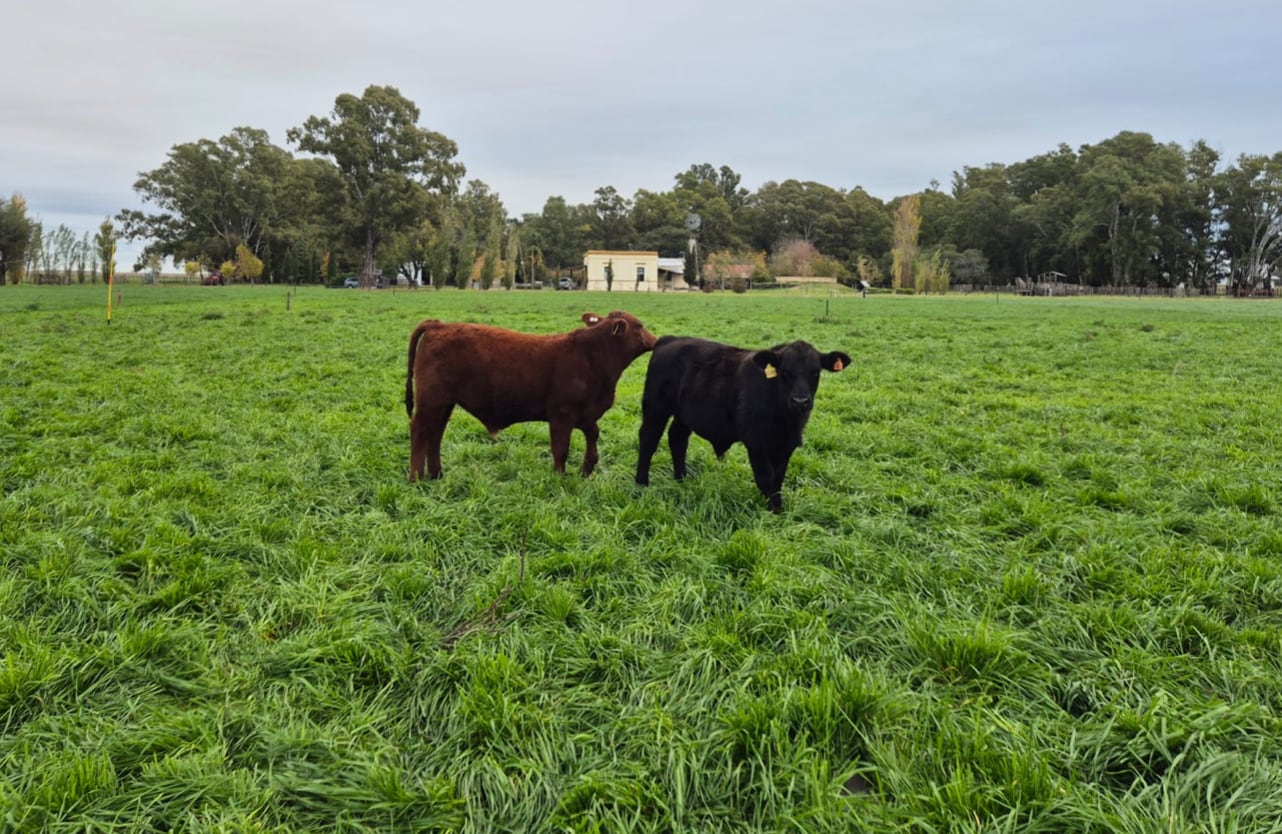 Revolución en la ganadería: un estudio del INTA transforma la producción de carne en activos digitales